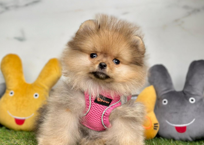 Safkan Pomeranian Boo Bebekler